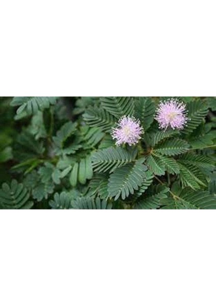 20 Adet Mimosa Pudica Tohumu