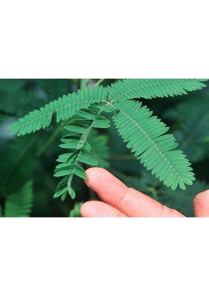 20 Adet Mimosa Pudica Tohumu