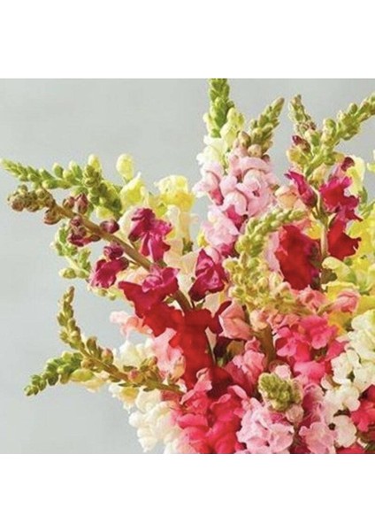 20 Adet Rocket Mix Snapdragon Tohumu