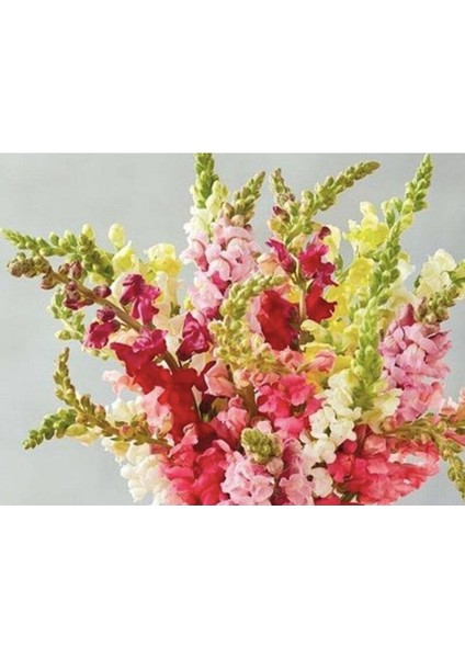 20 Adet Rocket Mix Snapdragon Tohumu