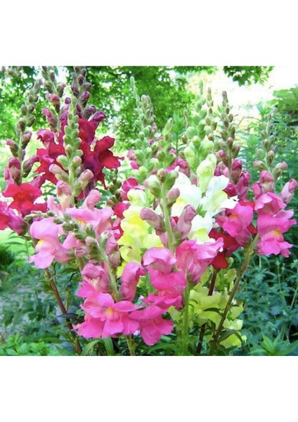 20 Adet Rocket Mix Snapdragon Tohumu