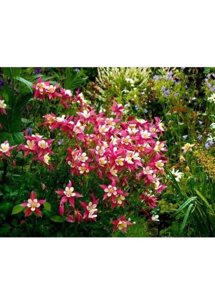 5 Adet Crimson Star Columbine Tohumu