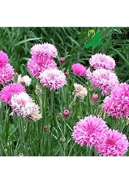 10 Adet Tall Pink Beauty Cornflower Tohumu fiyatları