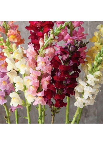 Antirrhinum Majus Pumilum Dwarf Mix Çiçek Tohumu