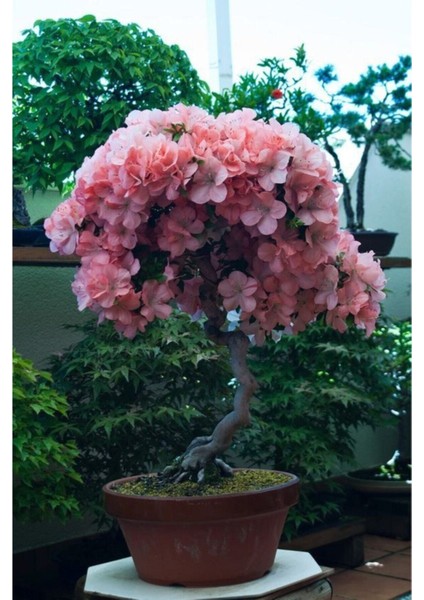Pembe Çiçekli Azalea Bonsai Ağacı Tohumu-10 Adet