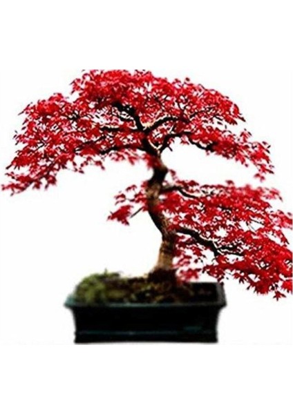 Bodur Acer Rubrum Bonzai Ağacı Tohumu 5 Adet Bonsai Ağacı Tohumu