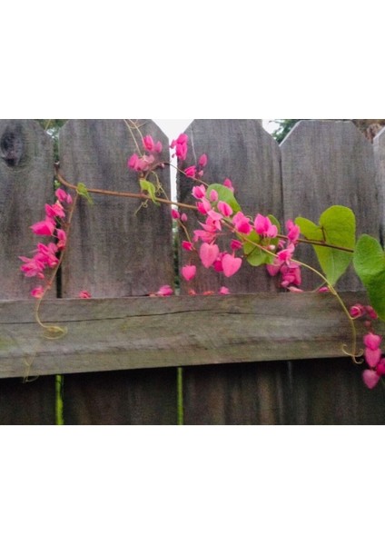 10 Adet Pink Coral Vine Tohumu