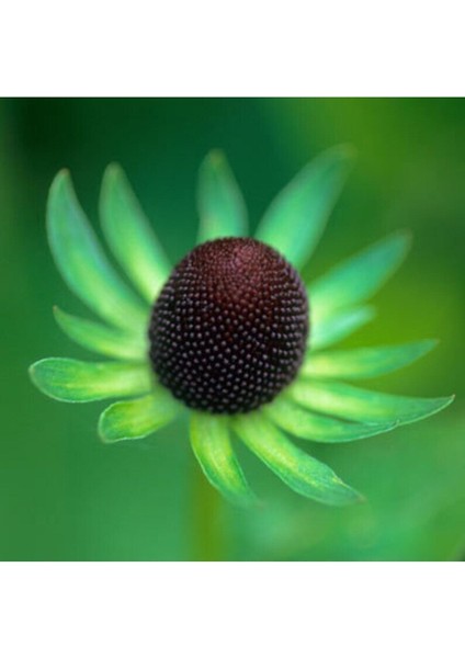20 Adet Black Coneflower Green Wizard Tohumu