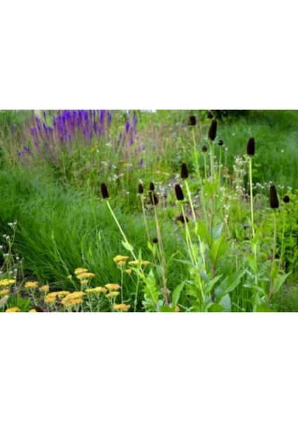 20 Adet Black Coneflower Green Wizard Tohumu