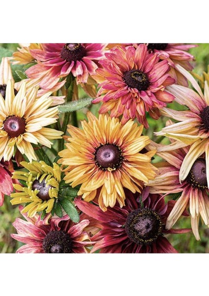 10 Adet Sahara Rubeckia Mix Tohumu