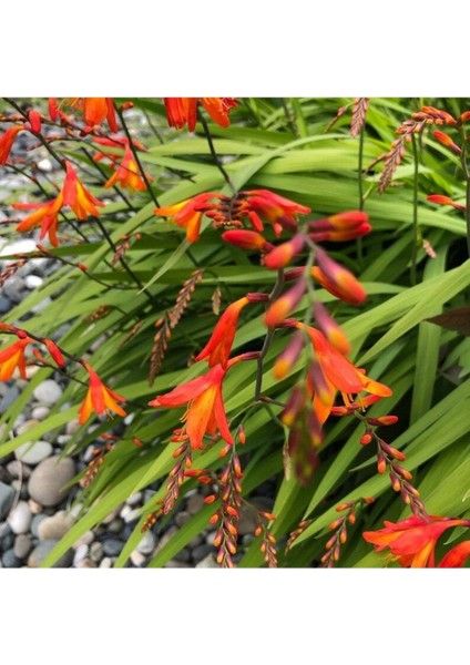 10 Adet Organic Crocosmia Lucifer Tohumu