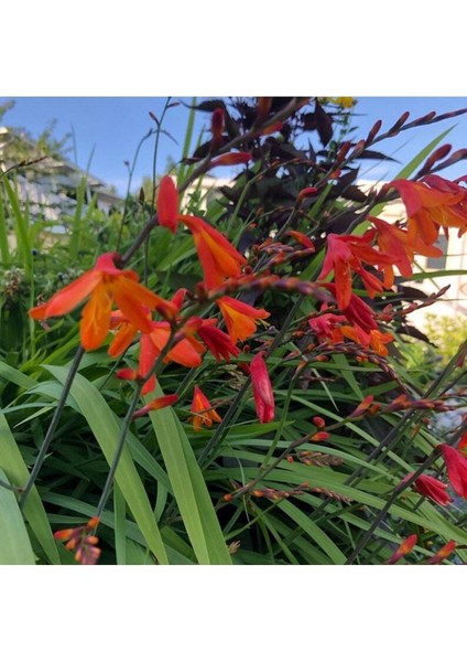 10 Adet Organic Crocosmia Lucifer Tohumu