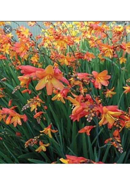 10 Adet Organic Crocosmia Lucifer Tohumu