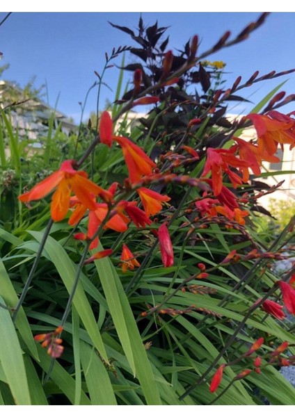 10 Adet Organic Crocosmia Lucifer Tohumu