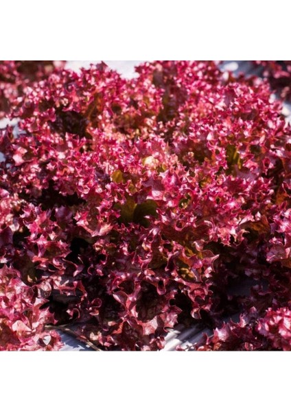 100 Adet Organic Ruby Red Leaf Marul Tohumu