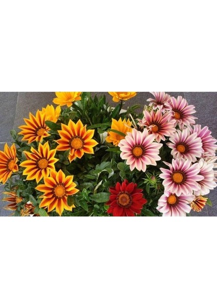 10 Adet Yellow Orange Gazania Tohumu modelleri