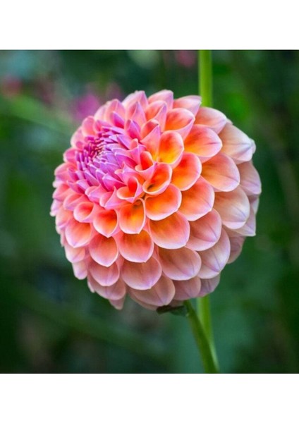 10 Adet Pom Pon Dahlia Tohumu