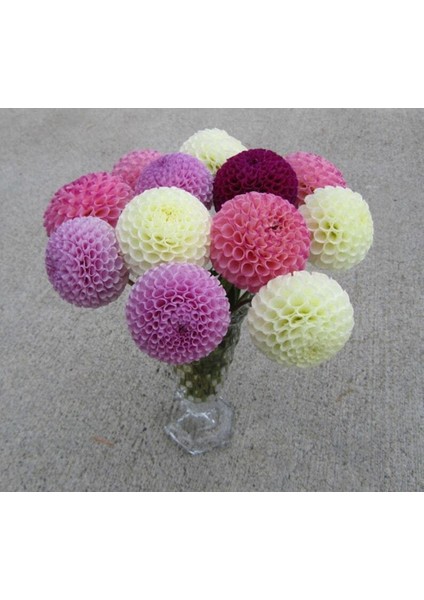 10 Adet Pom Pon Dahlia Tohumu