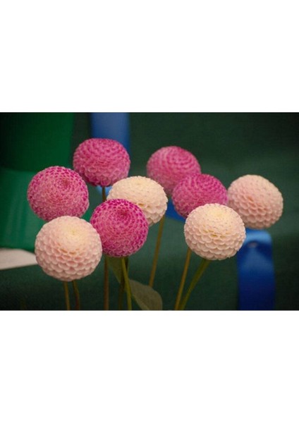10 Adet Pom Pon Dahlia Tohumu