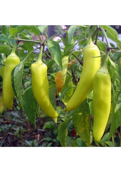20 Adet Sweet Banana Biber Tohumu