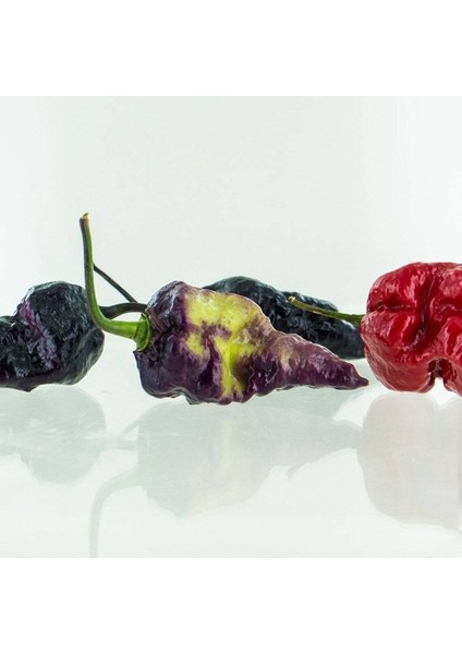10 Adet Dark Olive Naga Brain Biber Tohumu