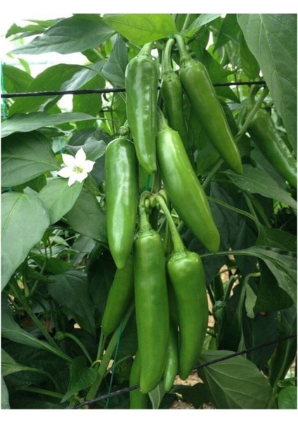 Ithal Jalapeno Kırmızı Acı Meksika Biberi Tohumu 40 Adet Tohum