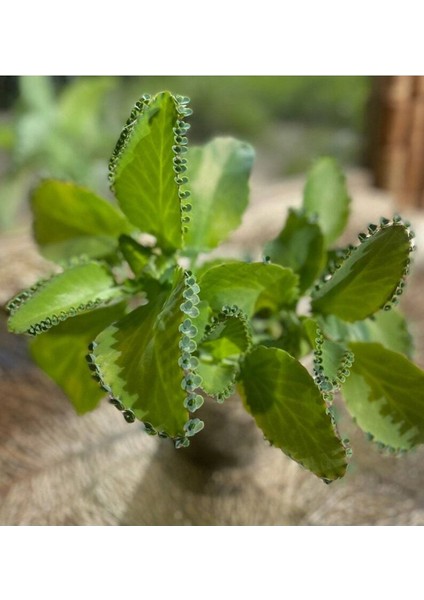 5 Adet Mother Of Thousands Tohumu