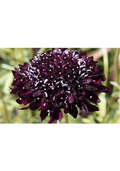 5 Adet Mourning Bridge Scabiosa Day & Night Mix Tohumu