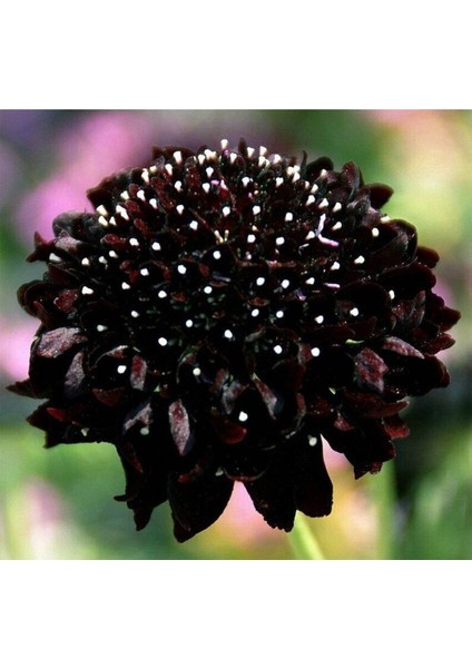 5 Adet Mourning Bridge Scabiosa Day & Night Mix Tohumu