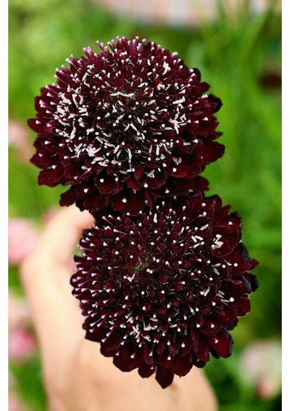 5 Adet Mourning Bridge Scabiosa Day & Night Mix Tohumu