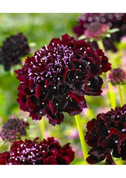 5 Adet Mourning Bridge Scabiosa Day & Night Mix Tohumu