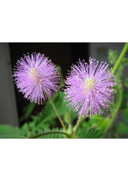 10 Adet Mımosa / Sensıtıve Plant / Touch Me Not Tohumu