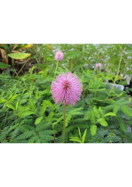 10 Adet Mımosa / Sensıtıve Plant / Touch Me Not Tohumu