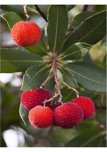 Tropikal Çin Çileği Tohumu 2 Adet Tohum Myrica Çilek