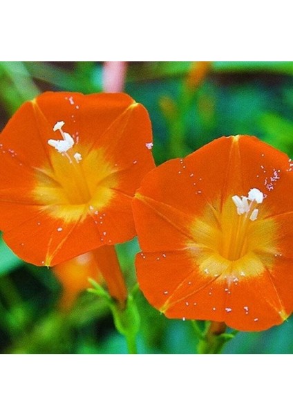 5 Adet Ipomea Orang Glori Tohumu