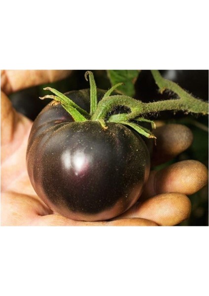 Siyah Domates Tohumu 20 Adet Tohum Black Tomato