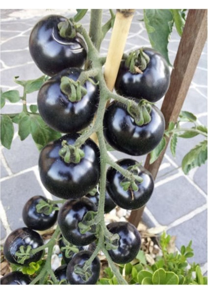 Siyah Domates Tohumu 20 Adet Tohum Black Tomato