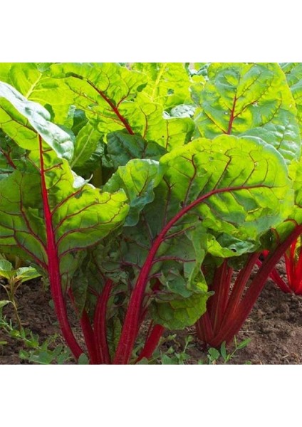 20 Adet Red Swiss Pazı Tohumu