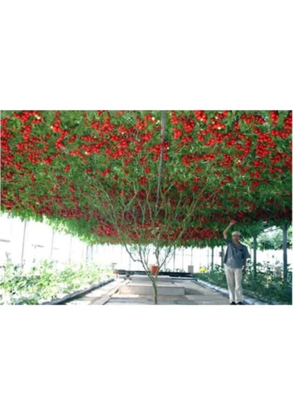 Eko Paket 35 Adet Tohum Italyan Domates Ağacı Tohumu