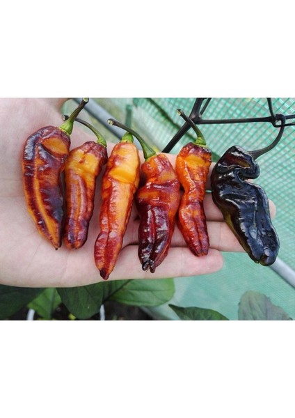 20 Adet Black Phantom Orange Black Biber Tohumu fiyatları