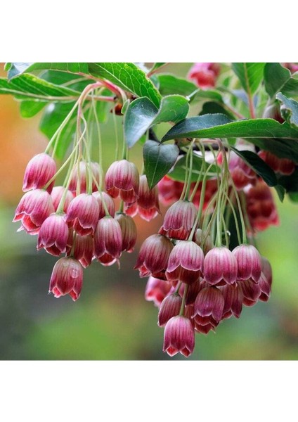 10 Adet Red Veined Showy Lantern Tohumu