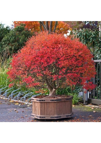 10 Adet Red Veined Showy Lantern Tohumu