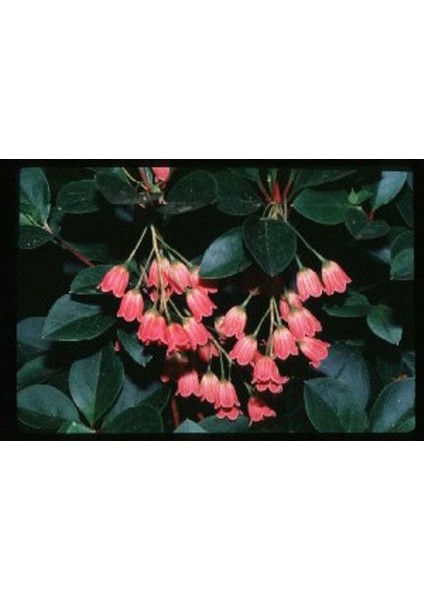 10 Adet Red Veined Showy Lantern Tohumu