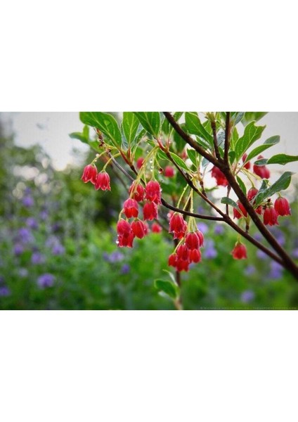 10 Adet Red Veined Showy Lantern Tohumu