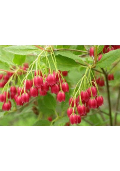 10 Adet Red Veined Showy Lantern Tohumu