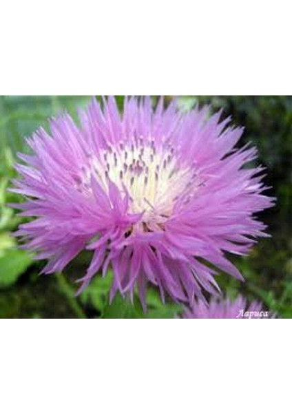 10 Adet Natural Centaurea Royal Pink Tohumu