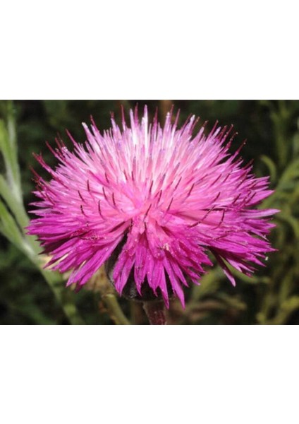 10 Adet Natural Centaurea Royal Pink Tohumu