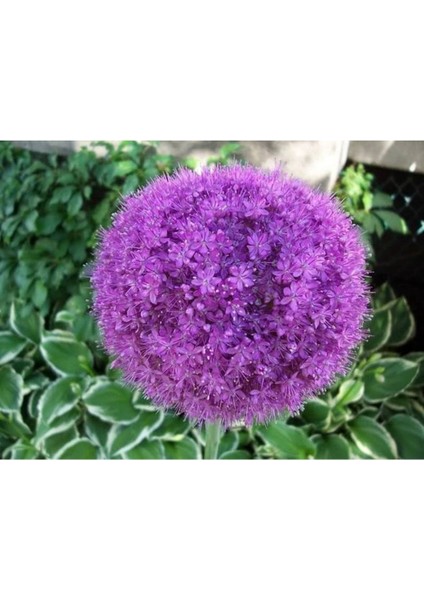 20 Adet Purple Gıant Allıum Tohumu