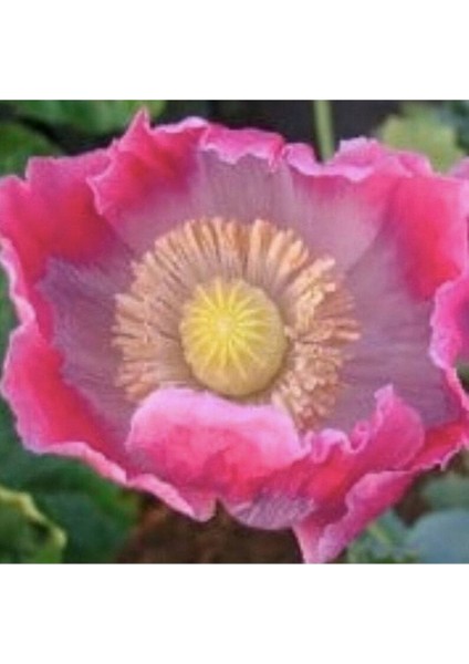 5 Adet Giganthemum Poppy Tohumu