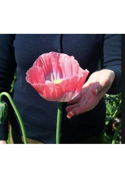 5 Adet Giganthemum Poppy Tohumu
